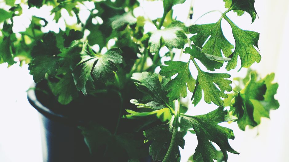 Hydration, Breath And The Overlooked Basics: Myths and Facts