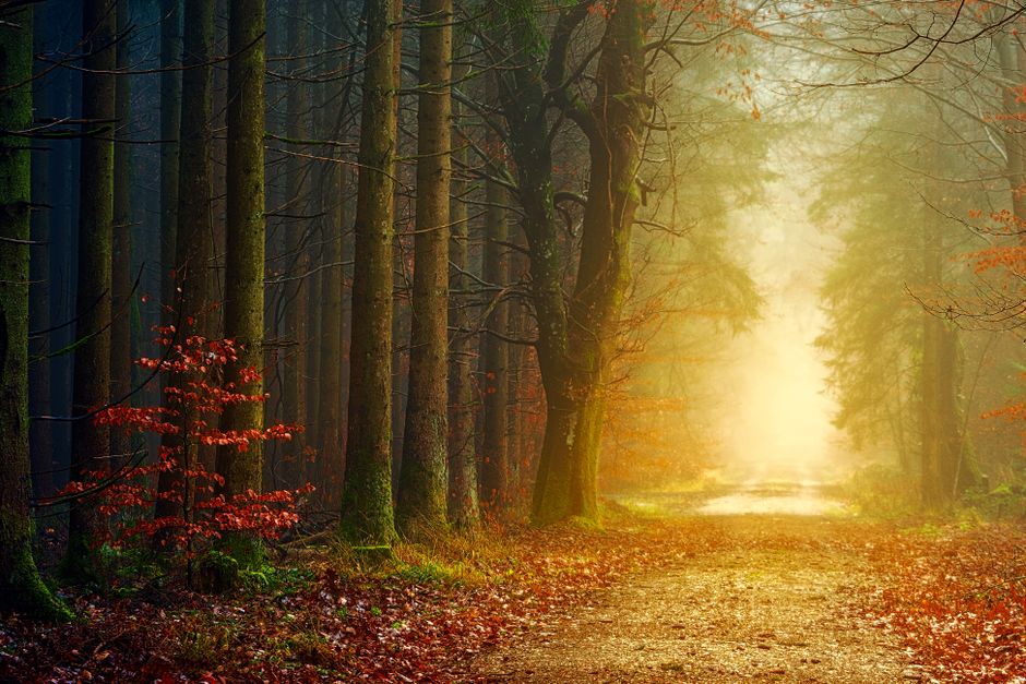 Micro-Habits for Mental Health: Small Resets to Cut Stress