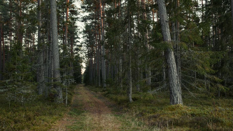Stress: Signal, Response And Recovery: Where to Start