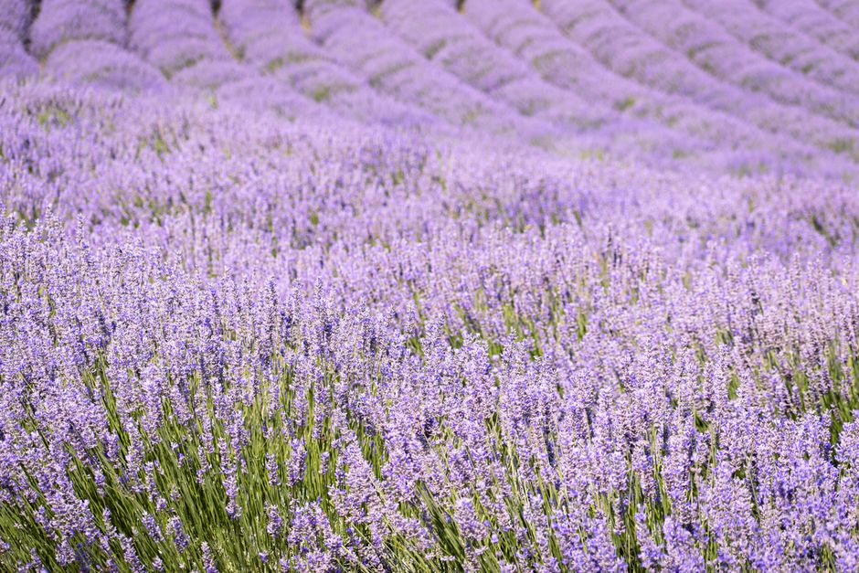 The Long View Of Well-Being: A Beginner's Guide