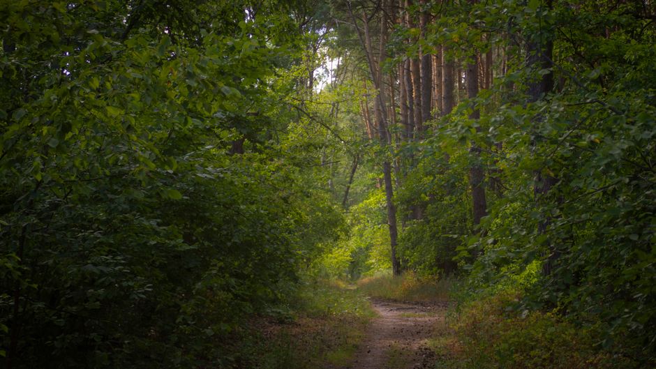 Understanding Health And Wellness: A Simple, Practical Guide